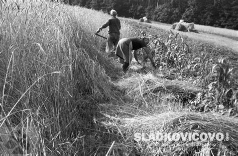 Tradičná žatva obilia na poli s kosami a viazaním snopov