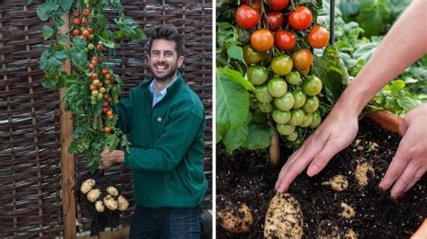 Rastlina TomTato s paradajkami a zemiakmi