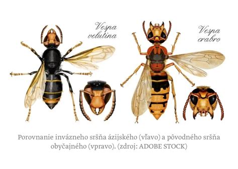 Infografika s rôznymi druhmi ázijských rezancov a ich charakteristikami