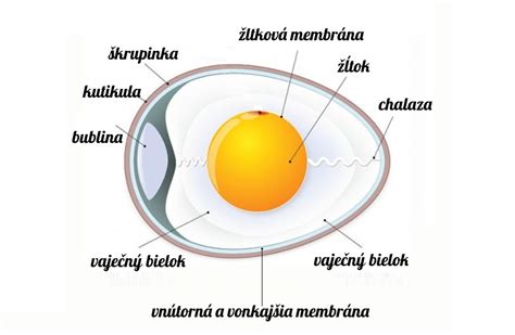 Schéma zloženia vajca (škrupina, bielok, žĺtok)