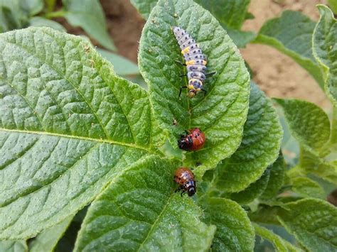 Ilustrácia pásavky zemiakovej a jej lariev