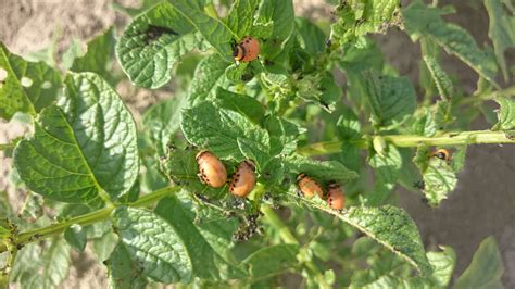 Detail larvy pásavky zemiakovej
