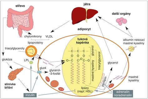 schéma metabolických procesov v tele
