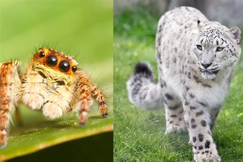 Zvieratá v Malkia Parku