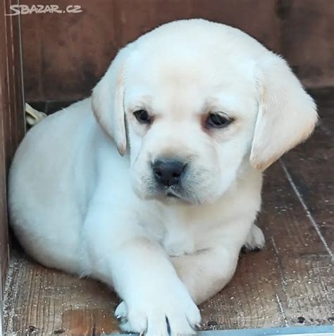 Šteňatá labradorského retrievera