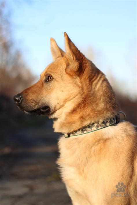 Kríženec ridgebacka Bela