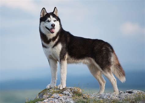Sibírsky husky Manok