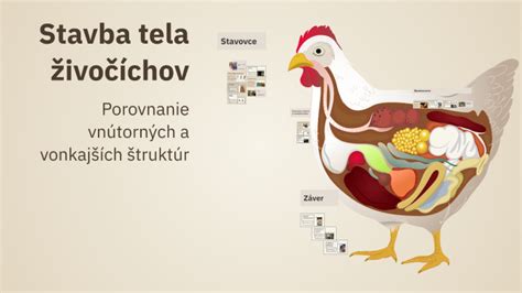 anatomická schéma stavby tela sliepky