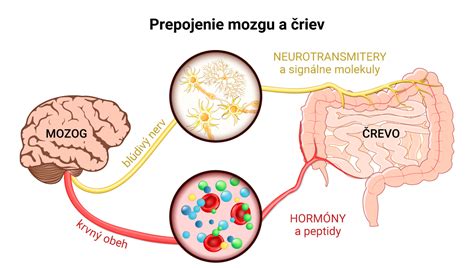 Infografika: Prepojenie čriev a mozgu a vplyv olivového oleja