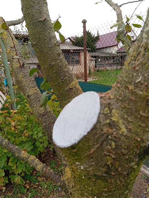 Detail ošetrenia rany stromovým balzamom