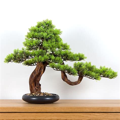 Japonský bonsai z borovice