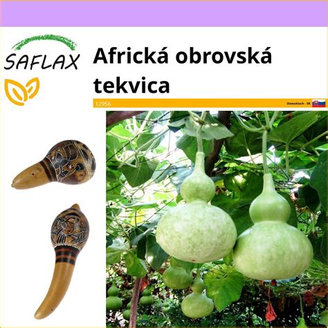 Tekvica Lagenaria s fľaškovitým tvarom