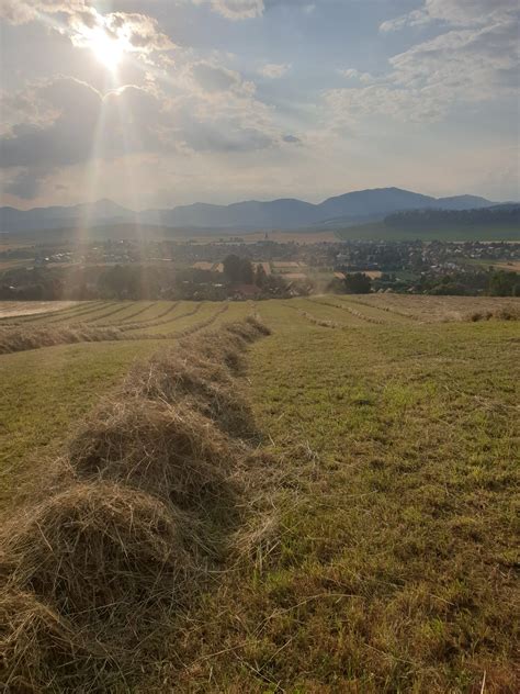 Kvalitné seno pre kone