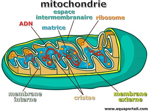 Schéma mitochondrie a chloroplastu