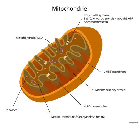 Typy mitochondrií podľa tvaru záhybov vnútornej membrány