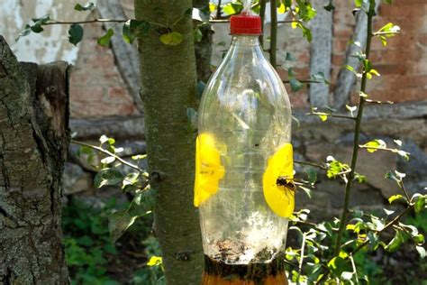 DIY pasca na osy z fľaše