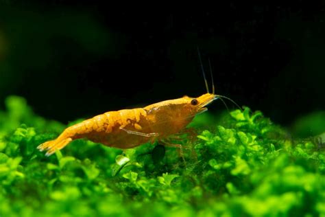 Krevetka Neocaridina