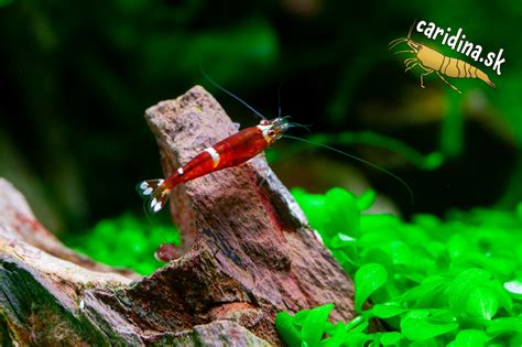 Graf parametrov vody pre krevety Caridina