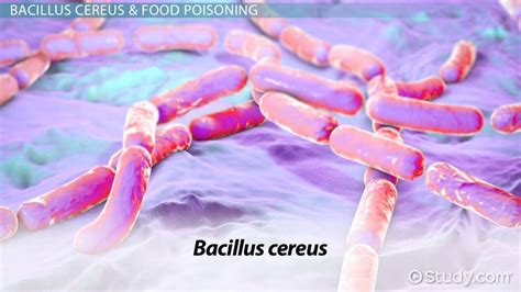 Schéma pôsobenia baktérie Bacillus cereus