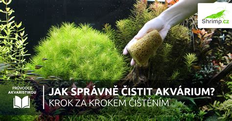 Akvárium s krevetami a rôznymi akváriovými rastlinami