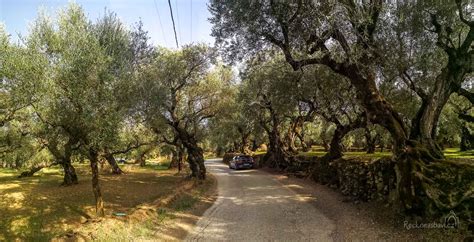 Olivové háje na ostrove Paxos