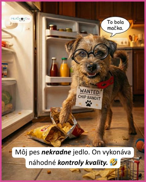 pes v kuchyni sledujúci jedlo