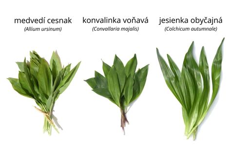 Rozdiely medzi listami medvedieho cesnaku, konvalinky a jesienky