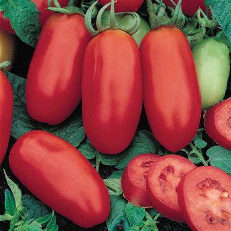 Mäsité paradajky San Marzano
