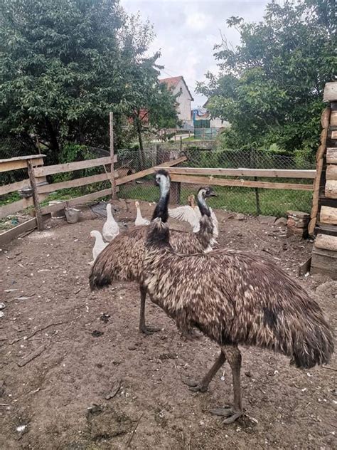 Emu na farme