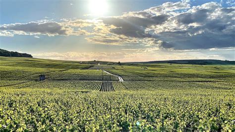 Fotografia francúzskych viníc v oblasti Champagne