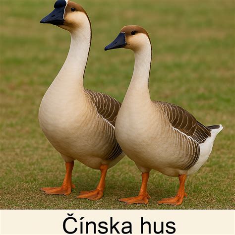 Rôzne druhy hydiny (kurča, morka, kačica, hus)