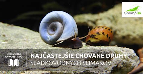 Rolovanie slimákov