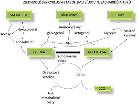 Schema metabolizmu histamínu v tele