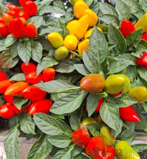 Paprika Facing Heaven na rastline