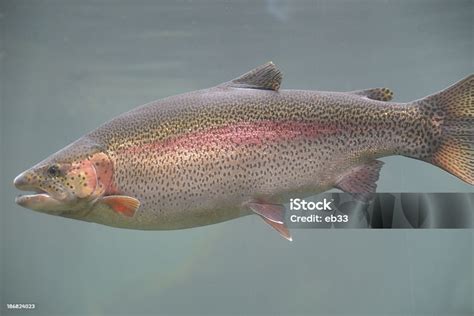 Ilustračná fotka čerstvého pstruha