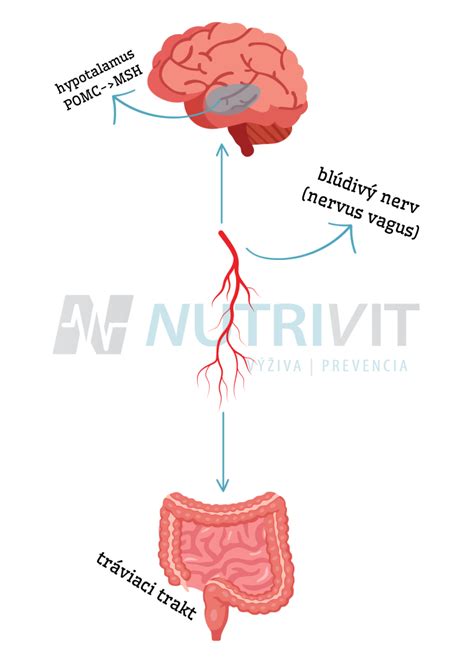 Ilustrácia mozgových centier odmeny