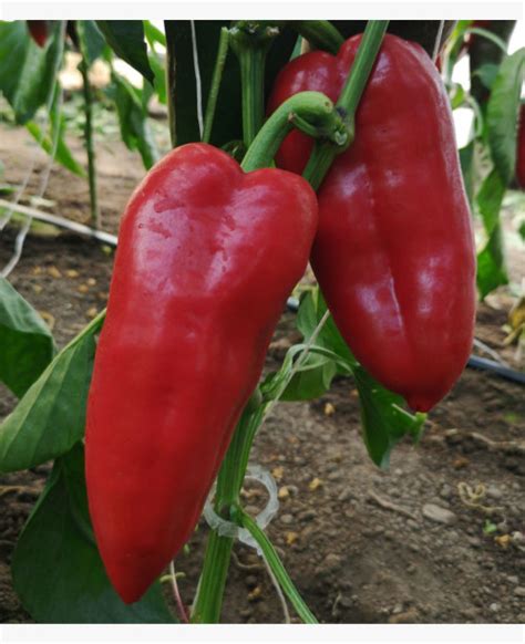 Zrelé červené papriky kápia