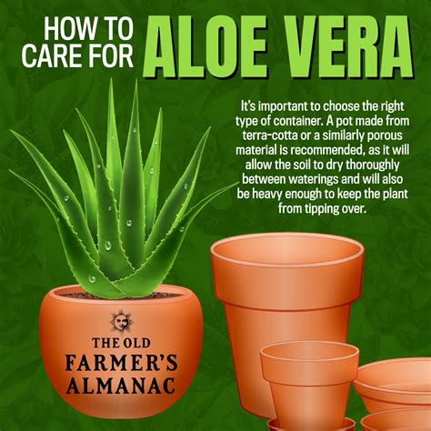 Detailný pohľad na rez listom aloe vera s vytekajúcim liečivým gélom