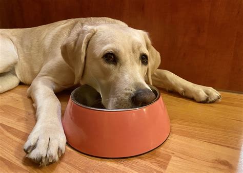 Ilustrácia psa s miskou granúl s moriakom