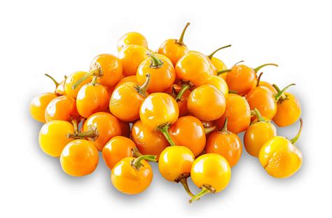 Ilustrácia malej žltej papričky Aji Charapita