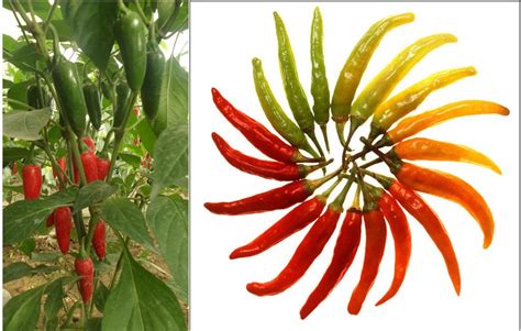 Infografika porovnávajúca pálivosť rôznych druhov chilli papričiek