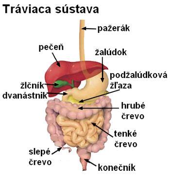 Ilustrácia tráviacej sústavy psa