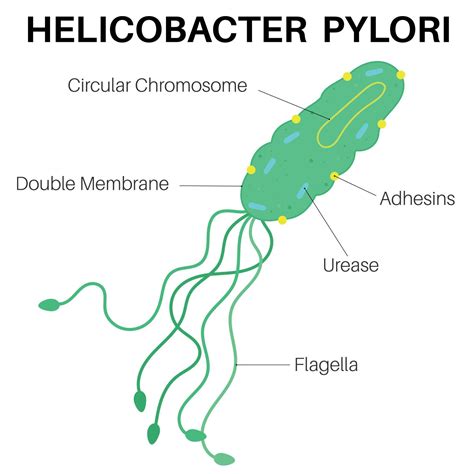 Štruktúra baktérie Helicobacter pylori