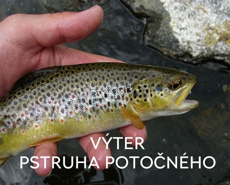 Neresisko pstruha potočného