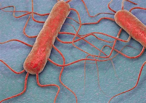 mikroskopický pohľad na baktériu Listeria monocytogenes