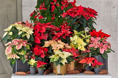 Vianočná ruža - Poinsettia