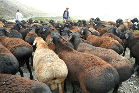 Baran plemena Gissar