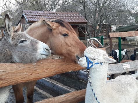farmársky dvor a predaj produktov