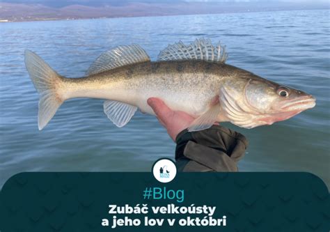 Zubáč strážiaci svoje ikry na dne