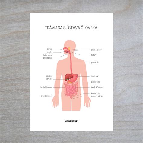 Vnútorné orgány ošípanej
